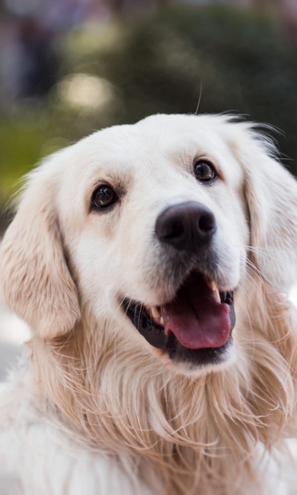 Je hond goed verzorgen, zo doe je dat