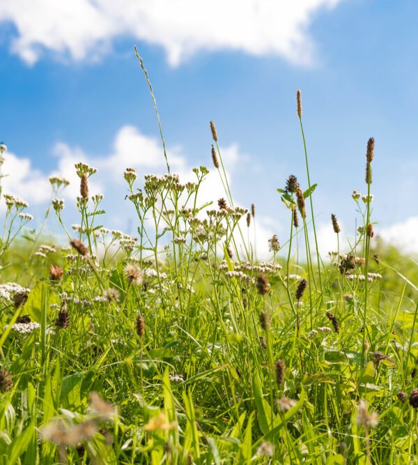 Histamine en hooikoorts